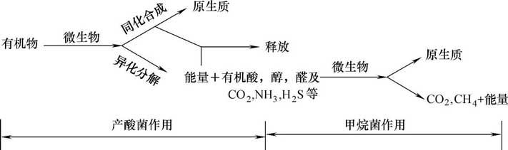 有机物的厌氧分解过程