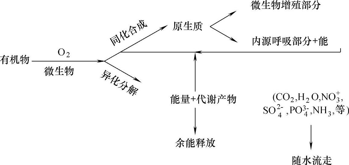 有机物的好氧分解过程