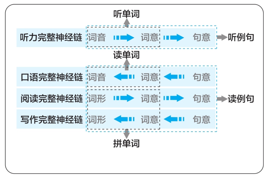 “三位二维”单词记忆法训练的反射弧：图中彩色突显部分